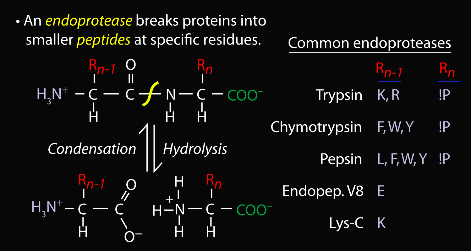 peptide frag